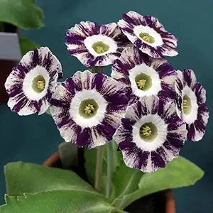 European Primula Acaulis Flower Seeds for Home & Garden