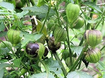 Green Tomatillo Seeds for Planting - 100 pcs