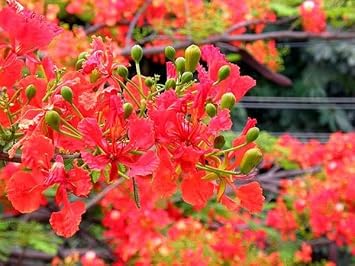 Heirloom Non-GMO Gulmohar Flower Seeds for Planting – Red Tree Blooms for Landscapes