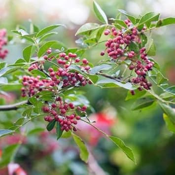 New Fresh 25pcs Red Zanthoxylum Fruit Seeds - Exotic, Spicy Zanthoxylum for Your Garden 100 pcs