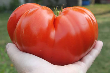 Beefsteak tomato seeds for planting large meaty slicing tomatoes