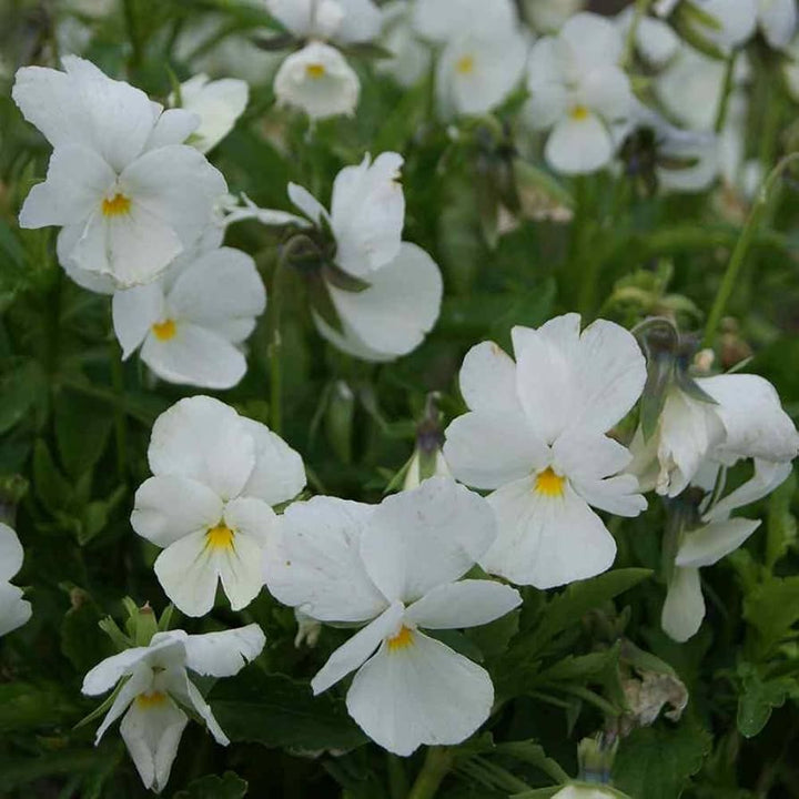 Heirloom Non-GMO Pansy Flower Seeds for Planting – Colorful Cool-Season Blooms