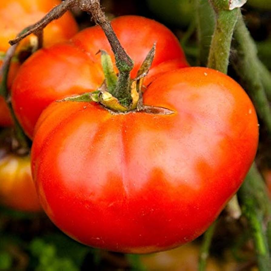 Manitoba tomato grown from organic and conventional seeds with early red fruits and rich flavor