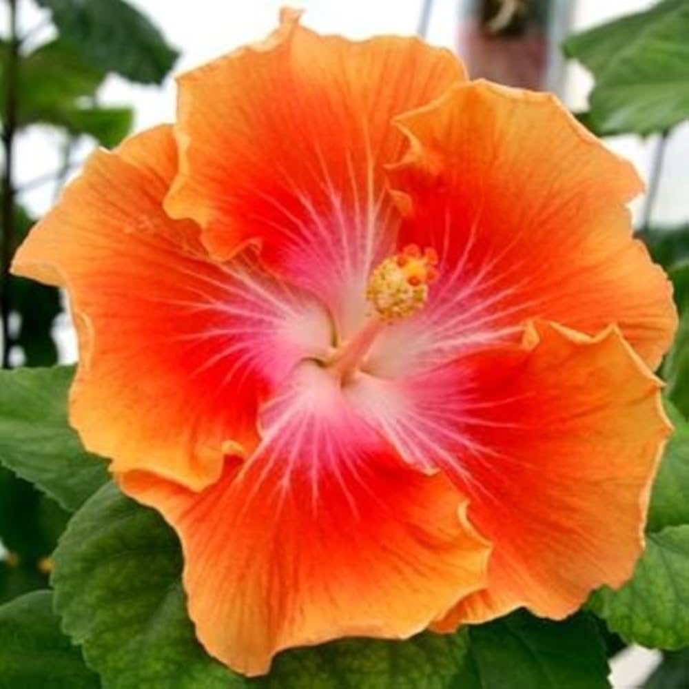 Giant plate-shaped hibiscus blooms in orange and yellow from double-flowered seeds