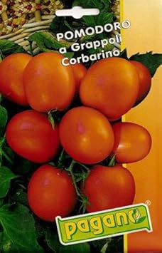 Orange Grape Tomato Solanum lycopersicum seeds for garden planting