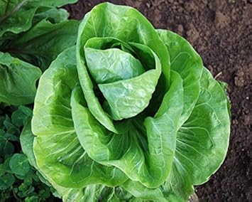 Green Endive Vegetable Seeds for Planting heirloom & Non-GMO Seeds