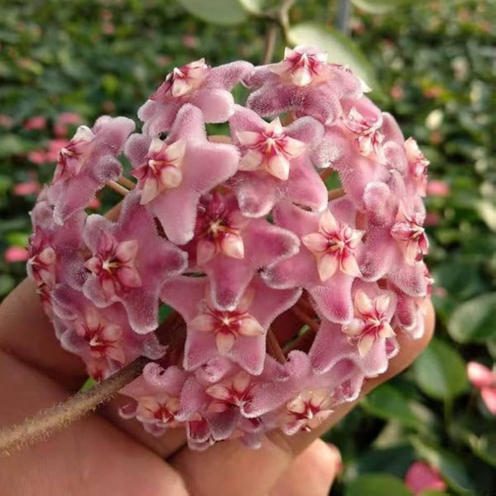 Hoya Carnosa Seeds Light Dark Pink Hoya Flower Seeds for Planting in Indoor Spaces and Hanging Pots