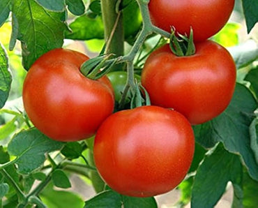 Druzba tomato seeds – heirloom Bulgarian variety with rich flavor