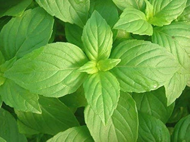 Lemon Basil Ocimum basilicum Herb Seeds for Planting in Kitchen Garden