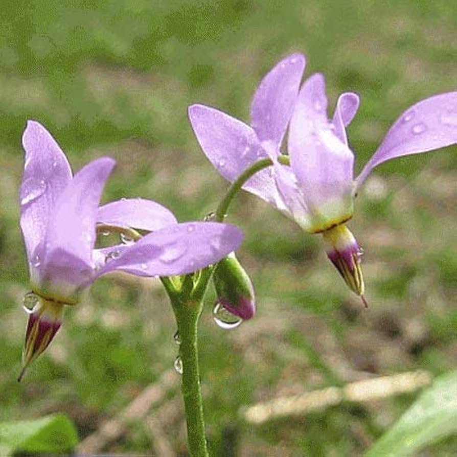 Shooting star flower Dodecatheon meadia seeds for planting in shaded garden beds or natural wildflower spaces