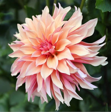 Labyrinth Dahlia