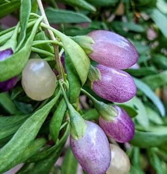 Organic Purple Goji Berry Fruit Seeds for Planting - Heirloom and Non-GMO Seeds for Home Garden