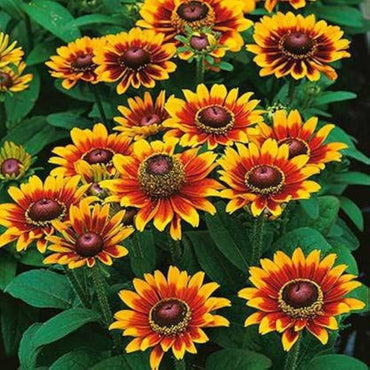 Black-eyed Susan flower Rudbeckia hirta seeds for planting in sunny flower beds and cottage gardens