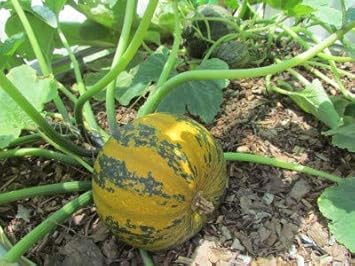Kakai Hull-Less Pumpkin Fruit Seeds for Planting - Non-GMO, Ideal for Organic Gardens
