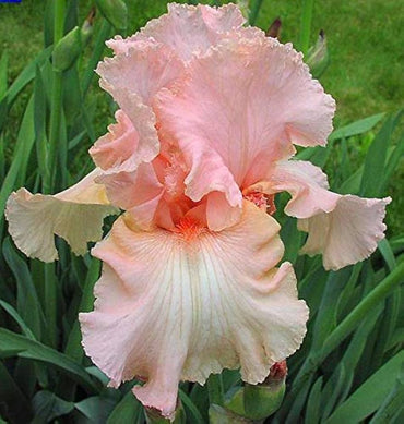 Magical Bearded Iris Seeds