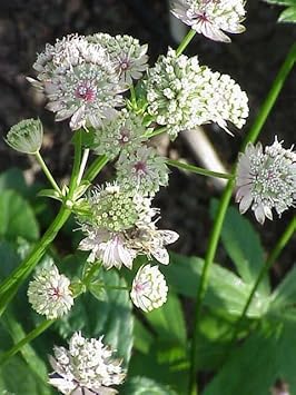 Heirloom Non-GMO Astrantia Flower Seeds for Planting – Unique Cottage Garden Blooms