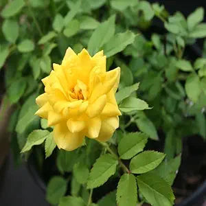 Yellow Rose Shrub Flower Seeds for Home & Garden