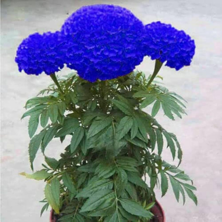 Marigold Flower Seeds 100 pc for Planting 100