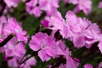 Organic Heirloom Non-GMO Purple Dianthus Seeds for Planting – Fragrant Garden Blooms