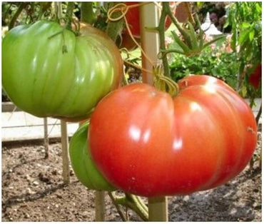 Altdeutsche tomato heirloom seeds for planting large flavorful fruits in gardens