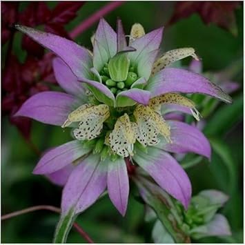 Monarda Punctata Purple Seeds – Organic, Heirloom, Non-GMO Flower Seeds for Planting