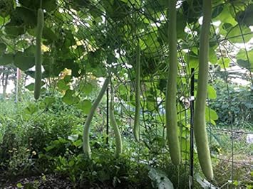 Green Cucuzzi Gourd Seeds for Planting heirloom & Non-GMO Seeds