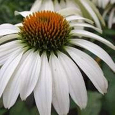 Echinacea White Swan coneflower seeds for long-blooming perennial beds