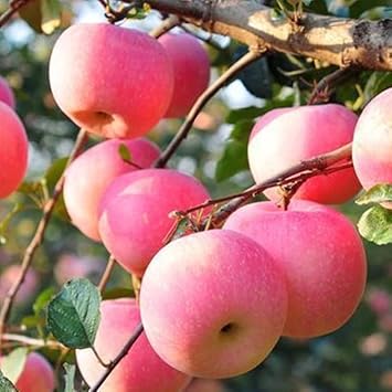 Green Lasiacantha Fruit Seeds - A Unique and Nutritious Fruit for Your Garden 100 pcs