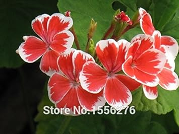 Red White Pelargonium Seeds for Planting – Organic, Heirloom, Non-GMO Flower Seeds