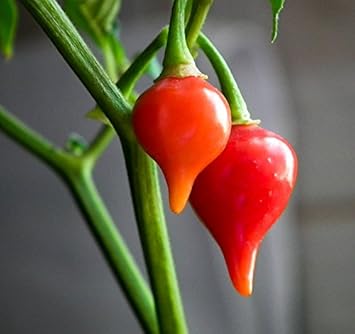 Chupetinha Pepper Seeds for Planting - 100 pcs