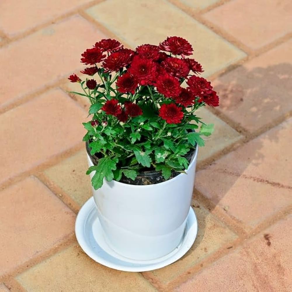 Chrysanthemum Burgundy Perennial Flower - for planting in home garden
