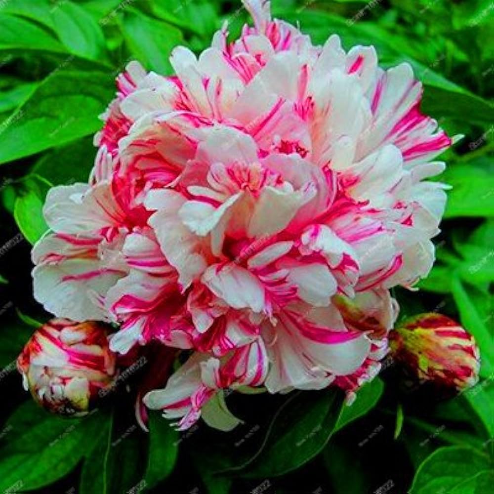 Peony Paeonia lactiflora Flower Seeds for Planting Japanese Variety in Home Garden