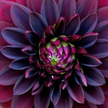 Heirloom Dahlia Flower Seeds – Stunning Garden Blooms