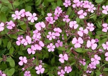Heirloom Saponaria Ocymoides Flower Seeds for Garden Planting, Non-GMO, Pink Blooms for Ground Cover
