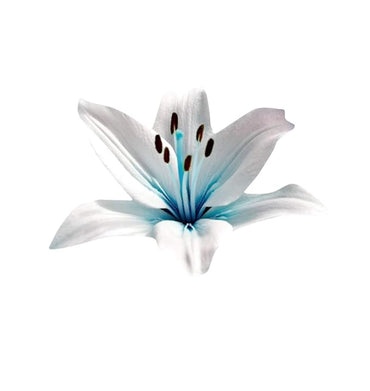 Blue Heart Lily Plant Seeds