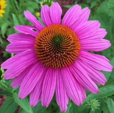 Echinacea Bright Star coneflower seeds for perennial wildflower gardens