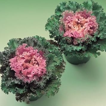 Pink Kale Brassica napus seeds for garden planting