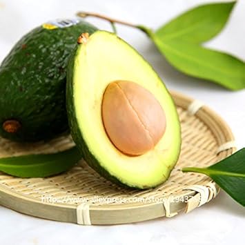 Heirloom Avocado or Butter Fruit Seeds for Planting – Grow Organic Avocado at your Backyard Orchid
