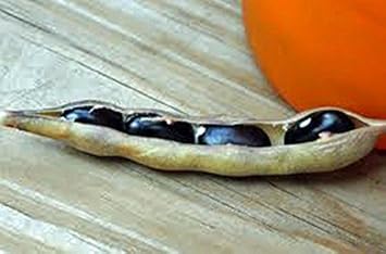Black Bean Seeds for Planting - 100 pcs