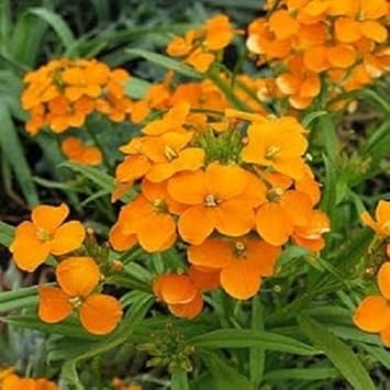 Heirloom Non-GMO Orange Cheiranthus Flower Seeds for Bright Garden Borders and Planting
