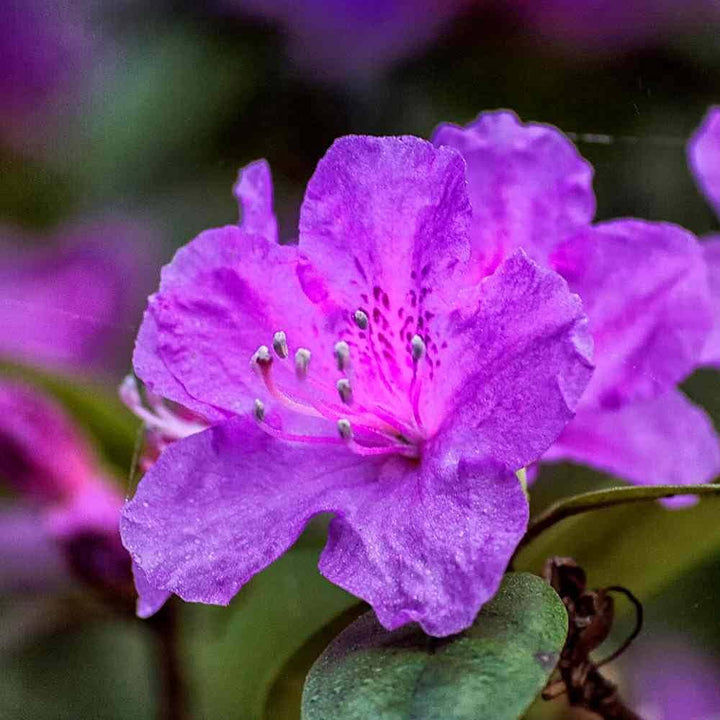 Heirloom Non-GMO Purple Azalea Flower Seeds for Planting – Vibrant Ornamental Shrub Seeds