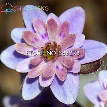 Pink White Hepatica Seeds for Planting – Organic, Heirloom, Non-GMO Flower Seeds