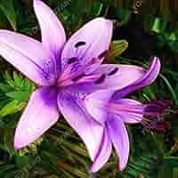 Pure White Lily Flower Seeds for Indoor and Outdoor Perennial Planting Violet