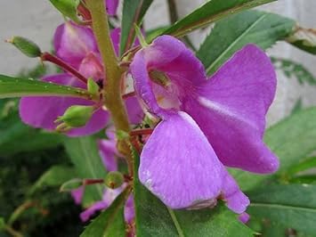Impatiens Balsamine Violet Seeds – Organic, Heirloom, Non-GMO Seeds for Planting