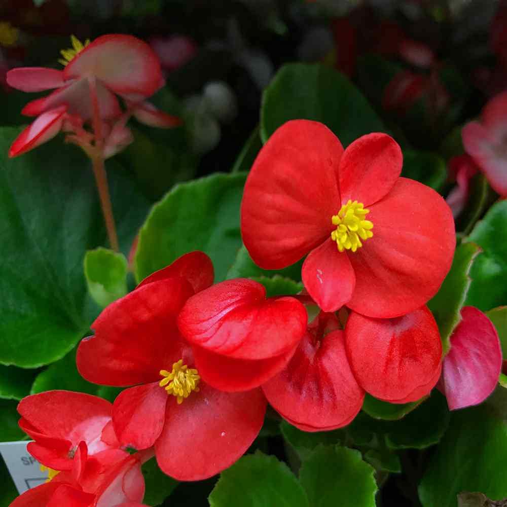 Begonia Hybrida Voss Decorative Flower Seeds