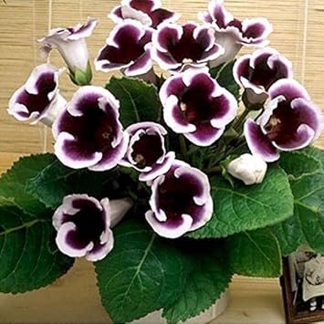 Gloxinia Flower Seeds, Heirloom, Non-GMO Vibrant Indoor Blooms for Planting