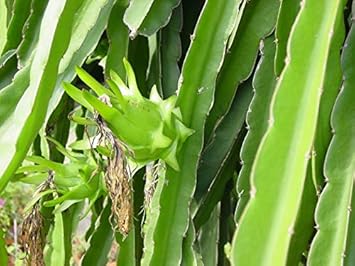 Fresh Pitaya Fruit Seeds Easy to Grow Light Green 100 pcs