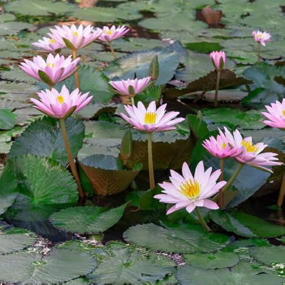 Lily Mixed Perennial Flower - for planting in home garden