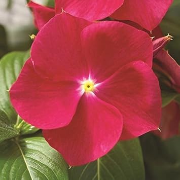 Vinca Red Flower Seeds for Planting – Organic, Heirloom, Non-GMO Blooming Seeds
