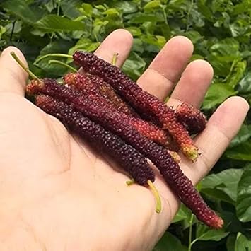 Long Mulberry Fruit Seeds 100 pcs